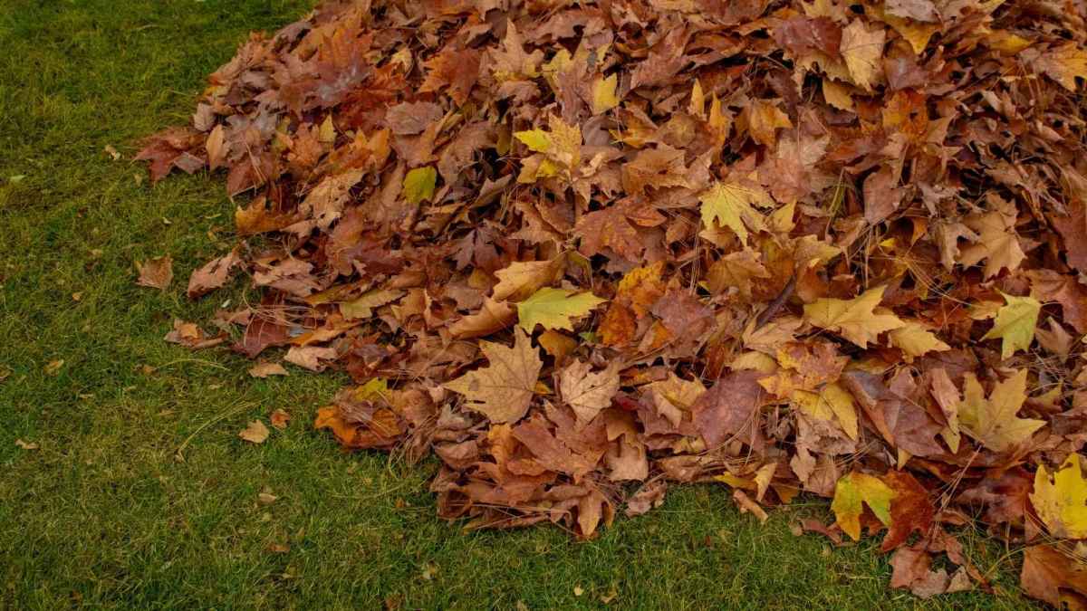 pile of autumn leaves