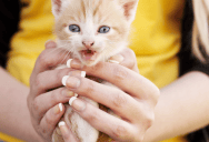 Woman Adopted A Kitten From A Shelter, But A Stranger Later Tracked Her Down Claiming To Be The Animal’s Owner And Demanding It Back