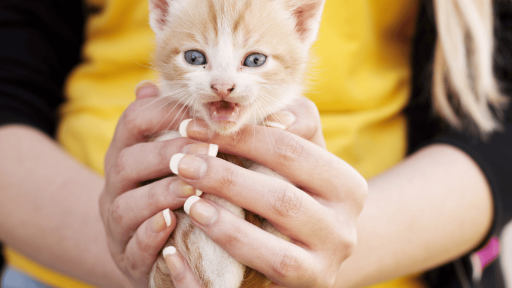 Woman Adopted A Kitten From A Shelter, But A Stranger Later Tracked Her Down Claiming To Be The Animal’s Owner And Demanding It Back woman holding cute kitten