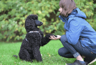 An Off-Leash Dog Repeatedly Approached a Stroller—Leaving Both Parties On Edge