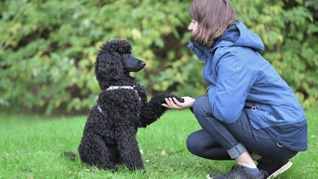 woman petting puppy at park